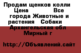 Продам щенков колли › Цена ­ 15 000 - Все города Животные и растения » Собаки   . Архангельская обл.,Мирный г.